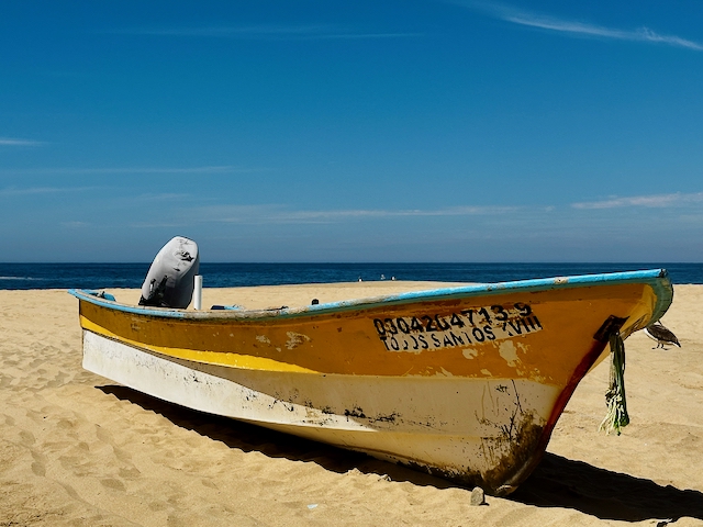 Whale Watching