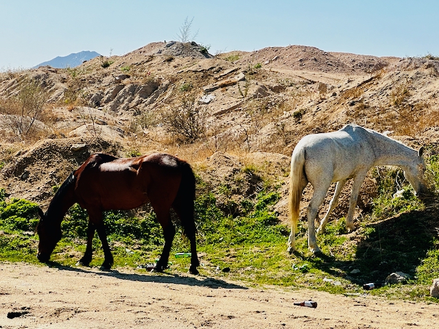 Sierra de la Laguna Day Trips